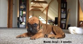 Baoki 3 weeks