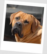Bushi 11months