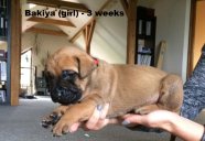 bakiya 3 weeks