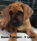 Baoki 9 weeks