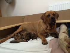 Miya and puppies 2 days