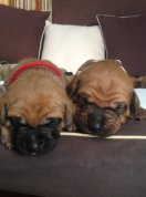 Bakiya a Burashi 2 weeks