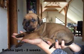 Baisha 3 weeks