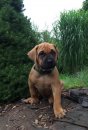Baoki 5 weeks