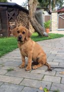 Baisha 13 weeks 23kg