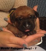 Bushi-1 week