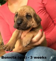 Bonnitka 3