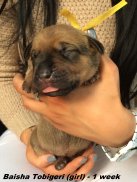Baisha-1 week