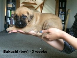 Bakushi 3 w