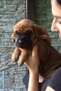 Baoki 4 weeks