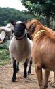 Holky a Hubert