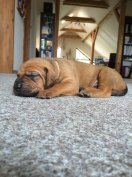Burashi 3 weeks