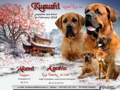 Štnátka Akemi a Ageshio
