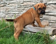 Bushi 5 weeks