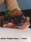 Baoki 1 week