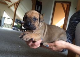 Bahira 3 weeks
