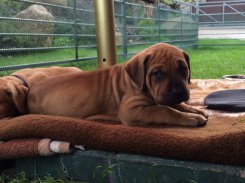 Baisha 5 weeks