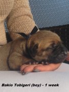 Bakio-1 week