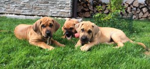 9 weeks