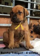 Baisha 4 weeks