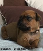 Burashi 2 weeks