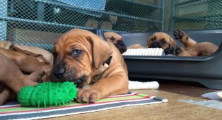 4 weeks1