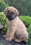 Bakio 6 weeks