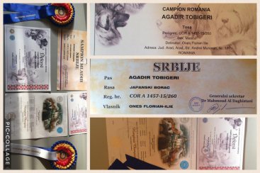 šampionáty 2016