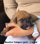 Bashira-1 week