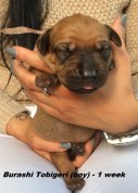 Burashi-1 week