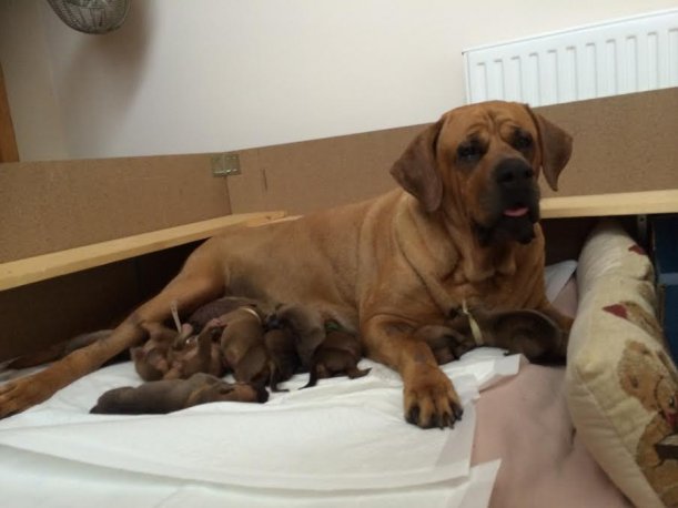 Miya and puppies 2 days