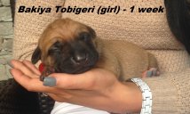 Bakiya-1 week