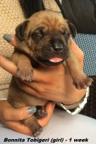 Bonitka-1 week