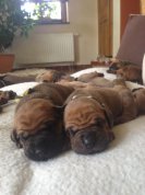 Bushi a Bonnitka 2 weeks