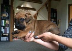 Bushi 3 weeks