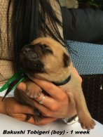 Bakushi 1 week