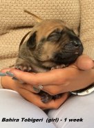 Bahira-1 week