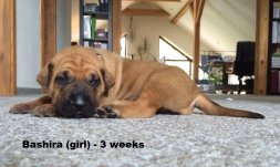 Bashira 3 weeks