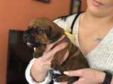 Dasha 3 weeks