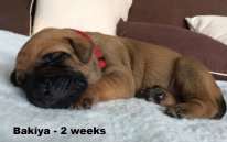 Bakiya 2 weeks